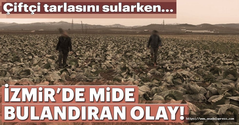 İzmir'de mide bulandıran olay! Çiftçitarlayı sularken...