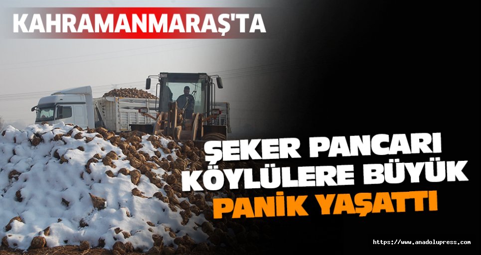 Kahramanmaraş'ta Şeker Pancarı Köylülere Büyük Panik Yaşattı