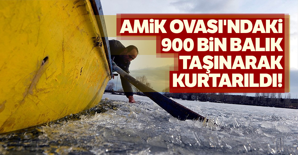 Amik Ovası'ndaki 900 bin balık taşınarak kurtarıldı