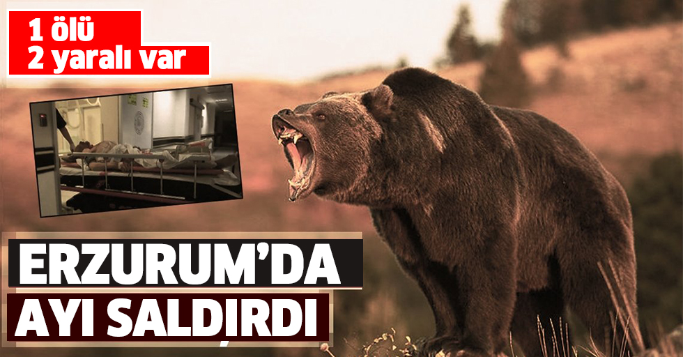 Erzurum'da ayı saldırısı: 1 ölü, 2 yaralı