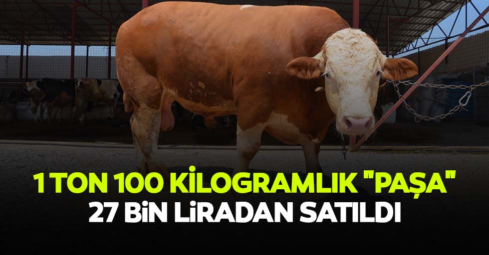 1 ton 100 kilogramlık "paşa" 27 bin liradan satıldı