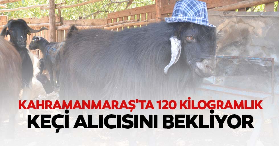 Kahramanmaraş'ta 120 kilogramlık keçi alıcısını bekliyor