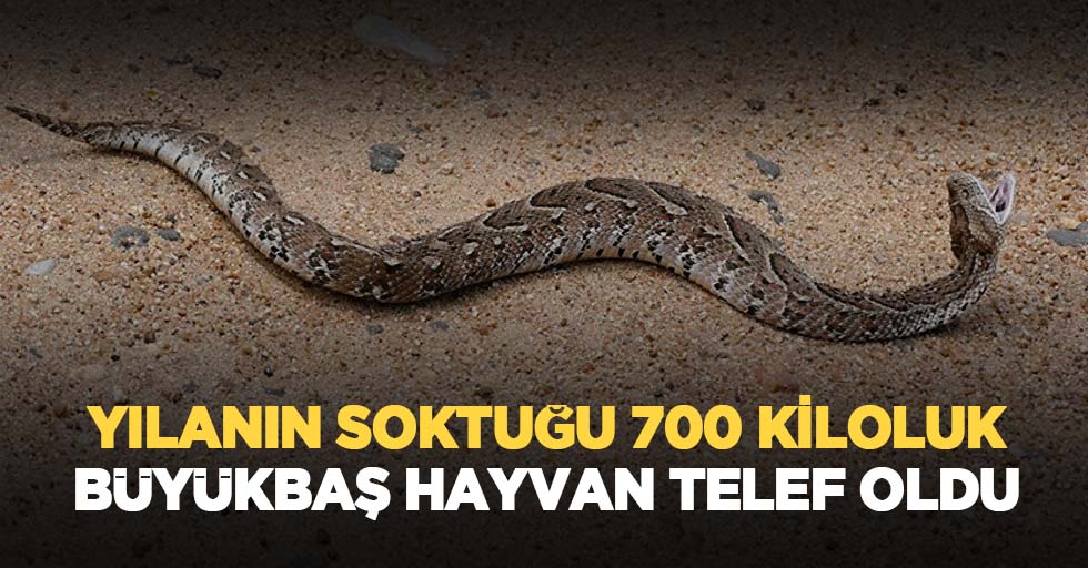 Yılanın soktuğu 700 kiloluk büyükbaş hayvan telef oldu