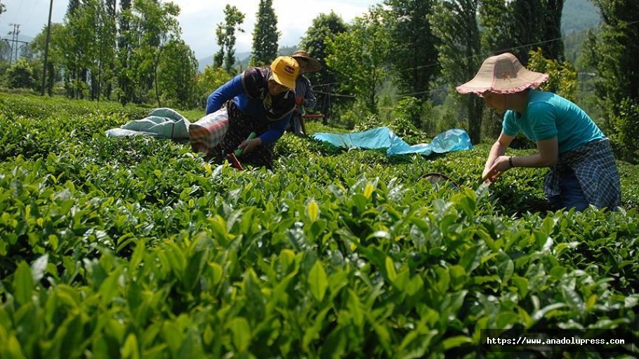 Çaykur üçüncü sürgünde 179 bin ton yaş çay aldı