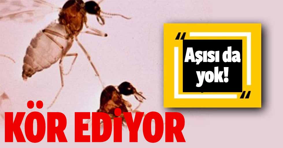 Türkiye'de kör eden sinek tehlikesi! Aşısı bile yok!