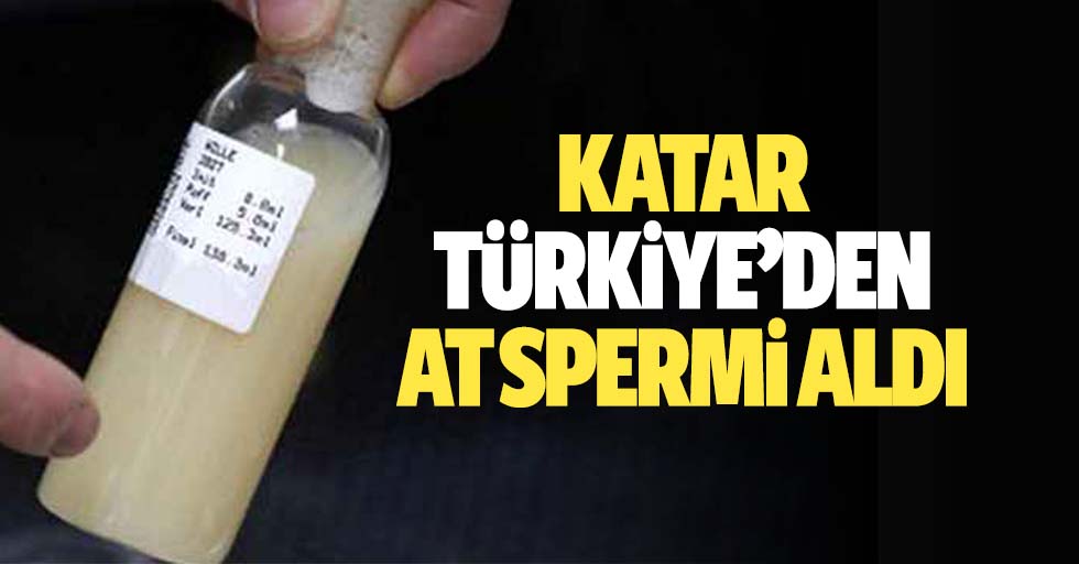 Katar Türkiye’den at spermi aldı