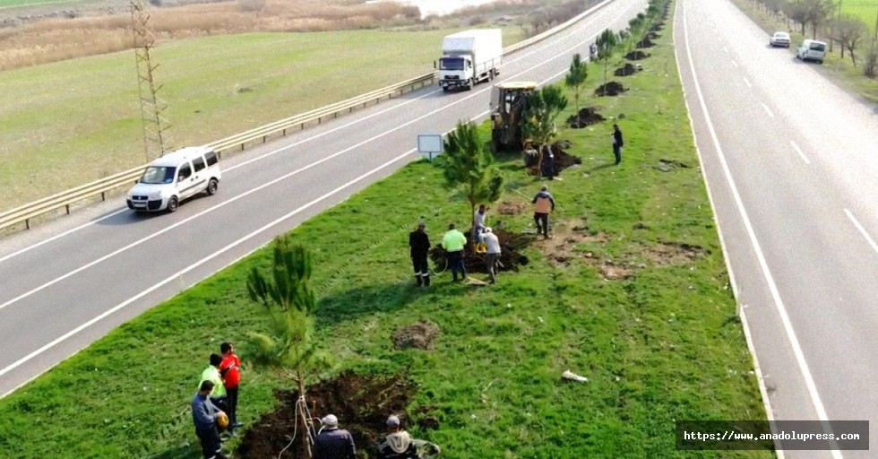 Türkoğlu Belediyesi 5000 adet fıstık çamı dikimi yapacak