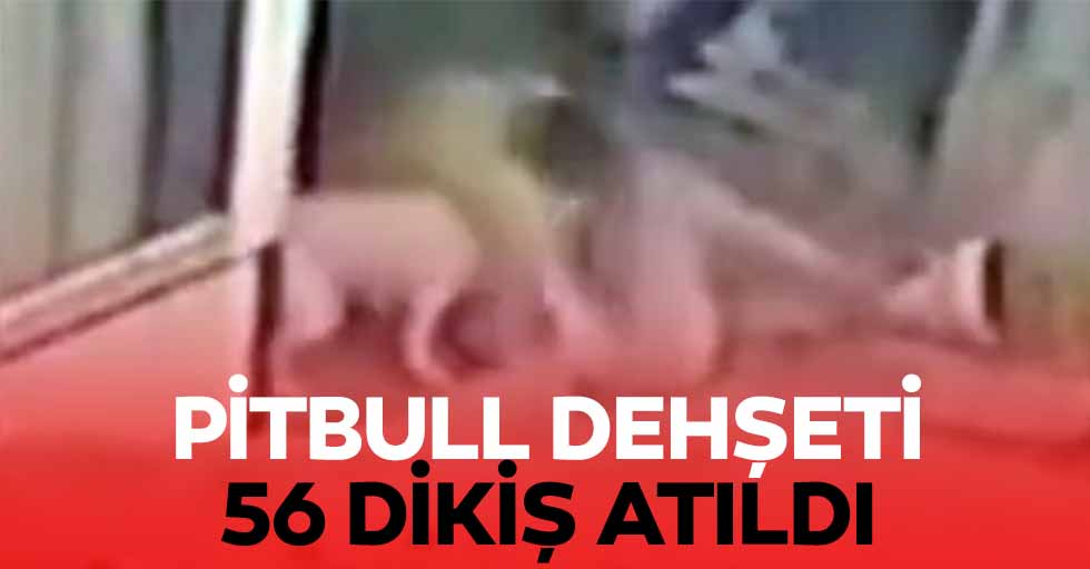 Pitbull Dehşeti, 56 Dikiş Atıldı