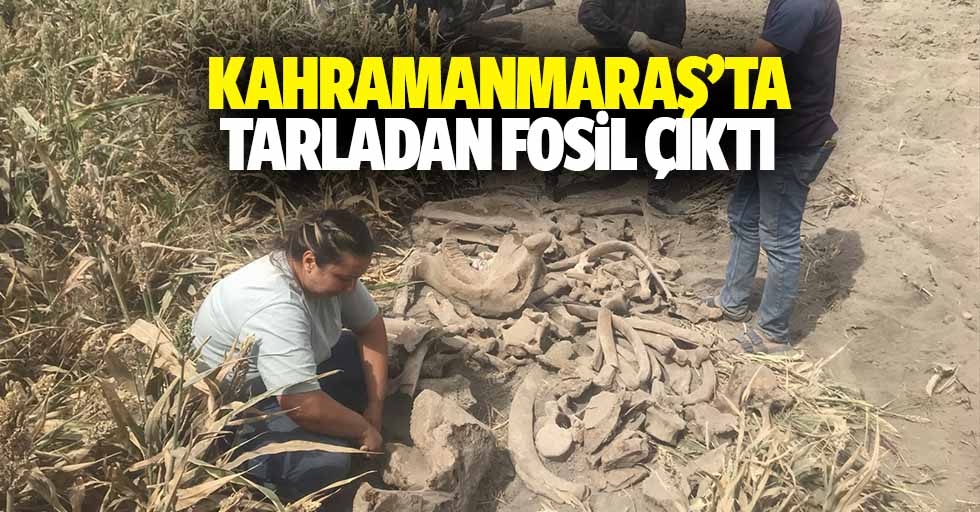 Kahramanmaraş’ta tarladan fosil çıktı