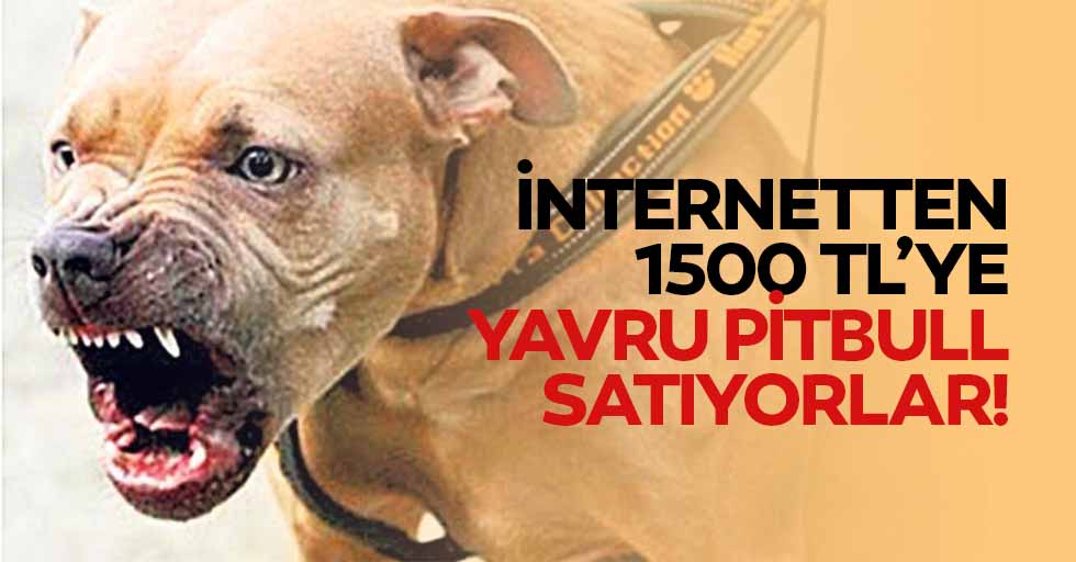 İnternetten 1500 Tl’ye Yavru Pitbull Satışı