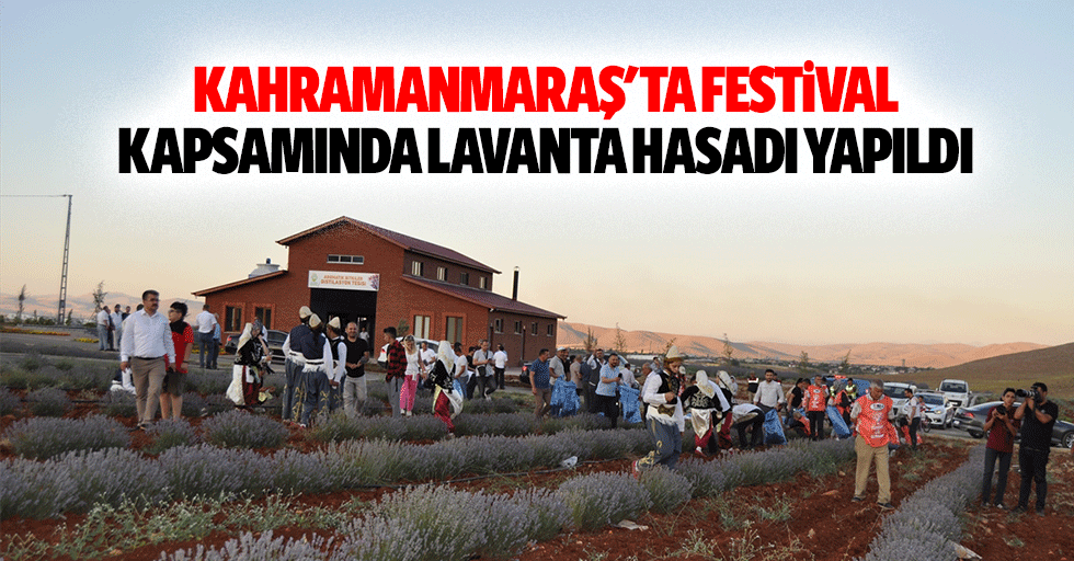 Kahramanmaraş'ta festival kapsamında lavanta hasadı yapıldı