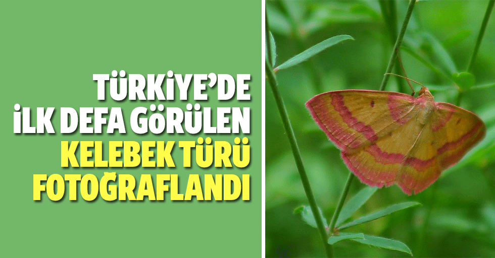 Türkiye’de ilk defa görülen kelebek türü fotoğraflandı
