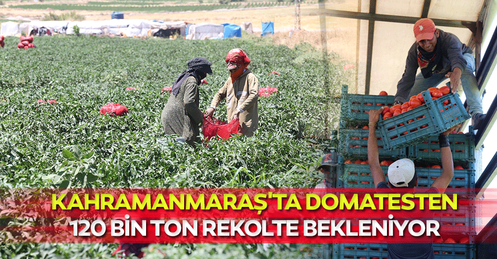 Kahramanmaraş'ta domatesten 120 bin ton rekolte bekleniyor