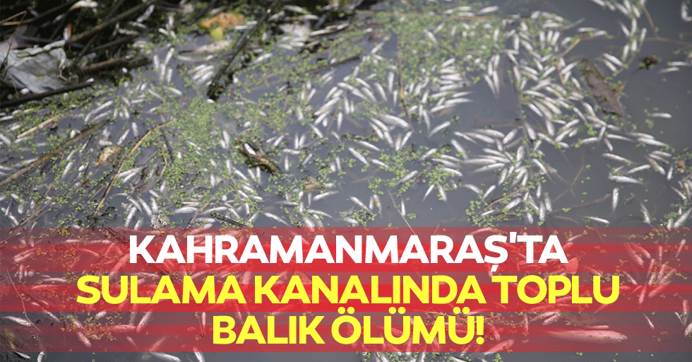 Kahramanmaraş'ta sulama kanalında toplu balık ölümü!