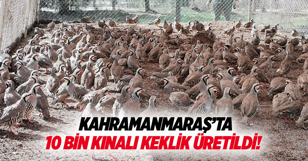 Kahramanmaraş’ta 10 bin kınalı keklik üretildi!