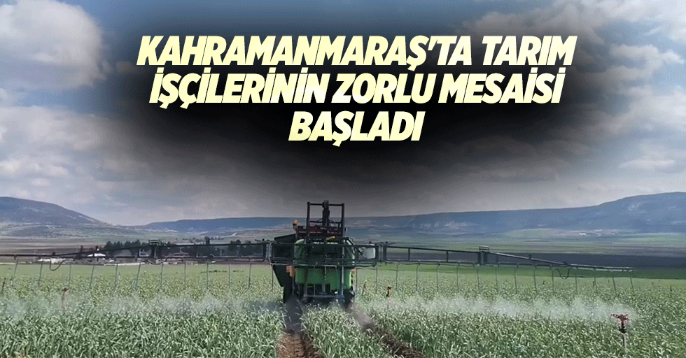Kahramanmaraş'ta tarım işçilerinin zorlu mesaisi başladı