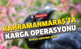 Kahramanmaraş'ta, Karga operasyonu!