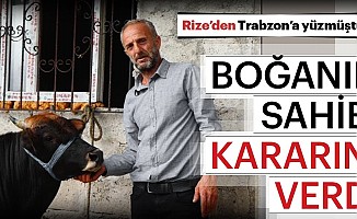 Rize'den Trabzon'a Yüzen Boğanın Sahibi Kararını Verdi