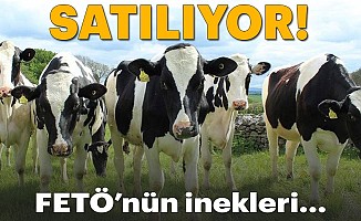 "FETÖ'nün inekleri" satılıyor