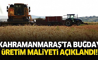 Kahramanmaraş'ta buğday üretim maliyeti açıklandı!