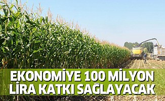 Yeni geliştirilen silajlık mısır ekonomiye 100 milyon lira katkı sağlayacak