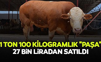 1 ton 100 kilogramlık "paşa" 27 bin liradan satıldı