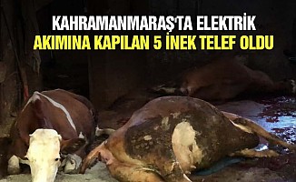 Kahramanmaraş'ta elektrik akımına kapılan 5 inek telef oldu