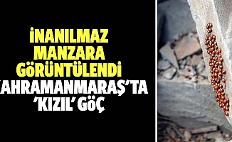 İnanılmaz manzara görüntülendi, Kahramanmaraş'ta 'kızıl' göç