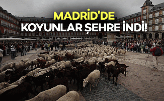 Madrid'de koyunlar şehre indi!