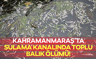 Kahramanmaraş'ta sulama kanalında toplu balık ölümü!