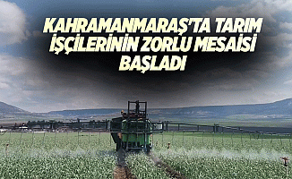 Kahramanmaraş'ta tarım işçilerinin zorlu mesaisi başladı