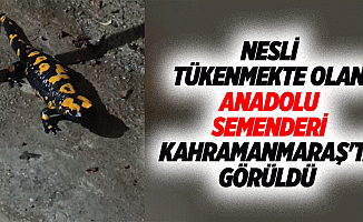 Nesli Tükenmekte Olan Anadolu Semenderi, Kahramanmaraş'ta Görüldü